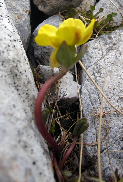 Ranunculus brevifolius